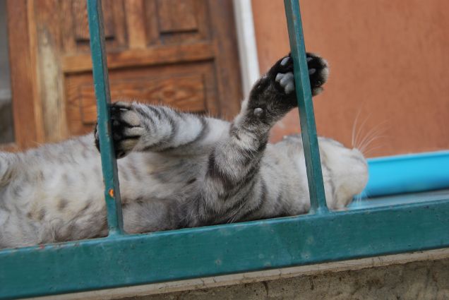 Pagliaccia del mio cuore 2