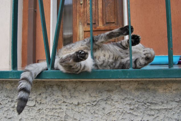 Pagliaccia del mio cuore 3