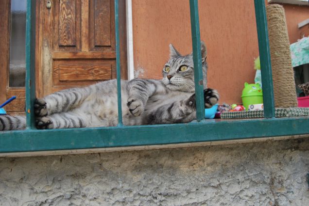 Pagliaccia del mio cuore 4