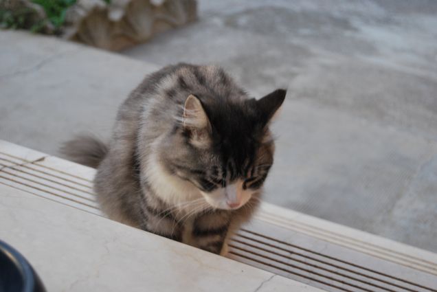 Cercando di evitare le foto