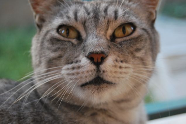 Sono innamorata persa di questi musi