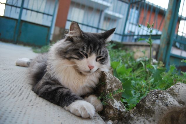 Che belle orecchiette