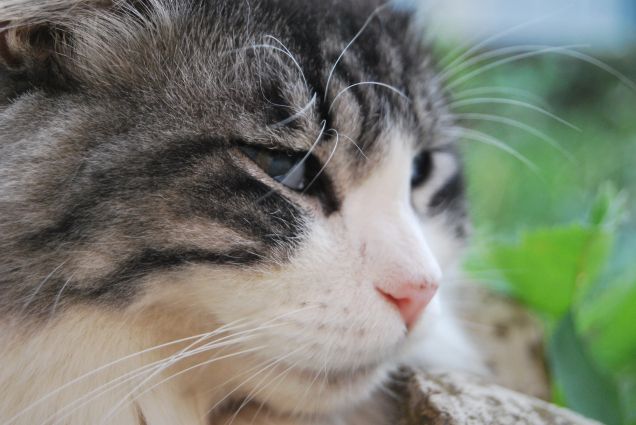 Se vi chiedete il perché...