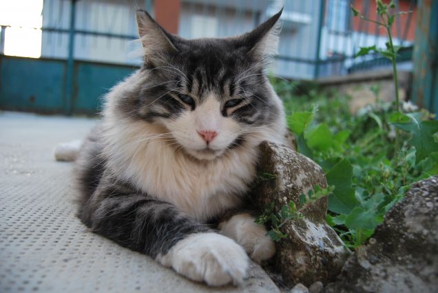 Basta foto mamma!