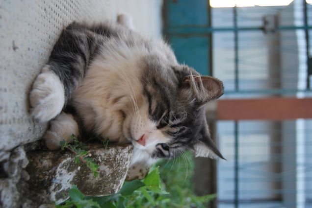 Avvistato Boss in lontananza