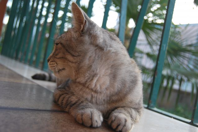 Ho solo gatti modelli