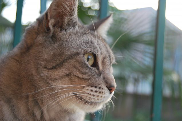 Gli occhi sono in riflesso dell'anima