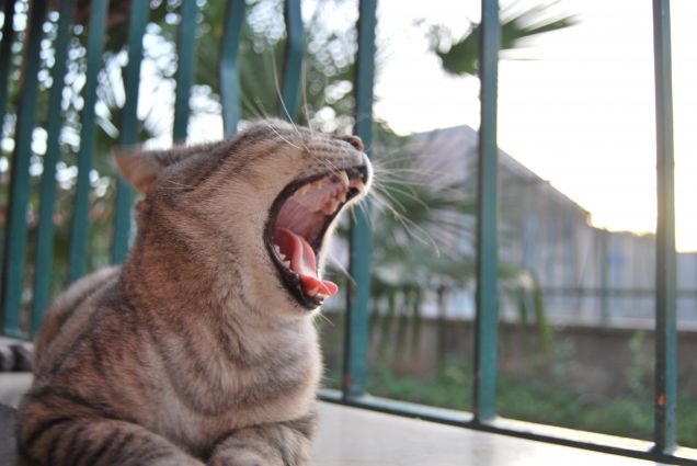Gatti sbadiglianti