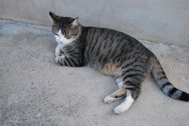 Boss assopito al sole