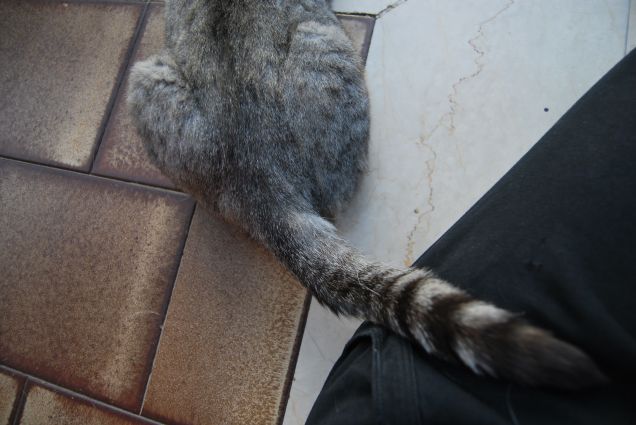 Lei cerca sempre contatto 