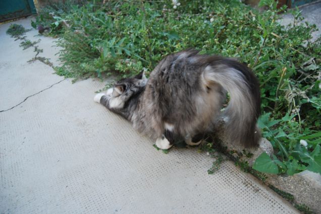 Bimba che si mette in mostra