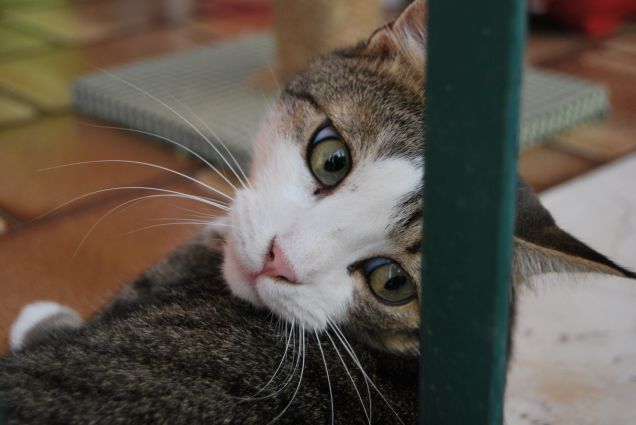 Ho visto più umanità nei loro occhi che negli occhi di qualsiasi essere umano