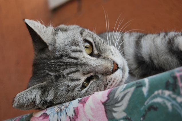 Belle orecchiette pelosine