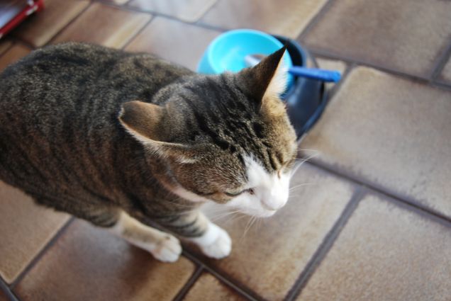 Boss dopo aver mangiato