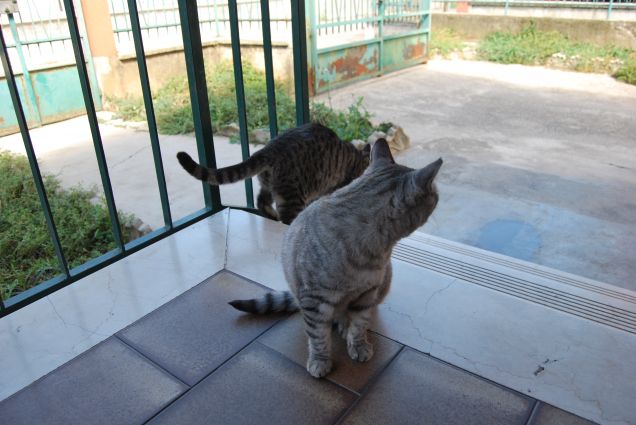 Ciop scende dalle scale