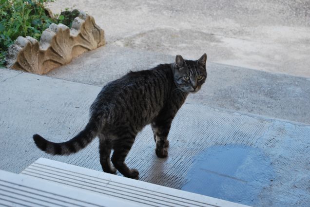 E se lo chiami si gira subito