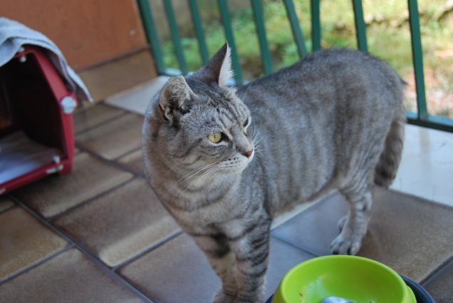 Sempre molto composta