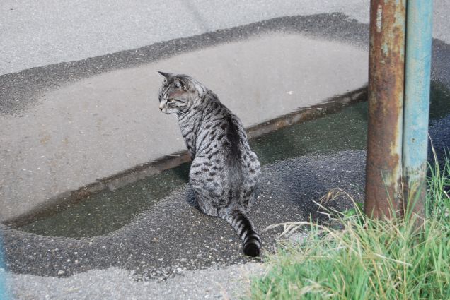 Ciop e la pozzanghera