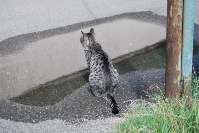 Ciop e la pozzanghera 2