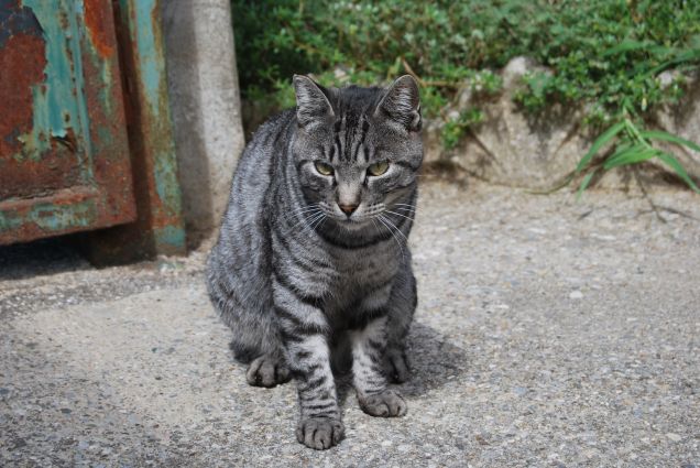 Quando Ciop è arrabbiato...