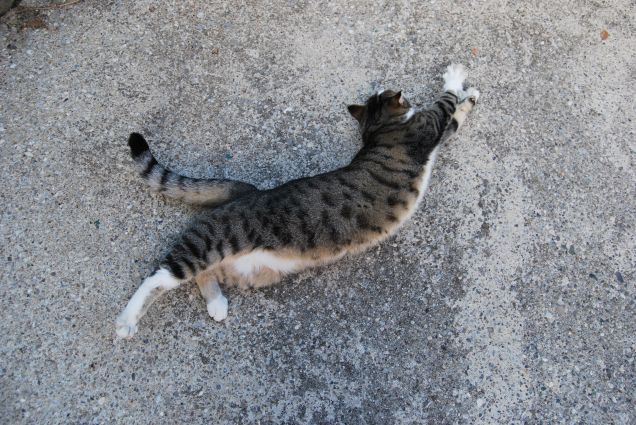 Boss pagliaccio del mio cuore