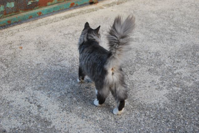 Fluffy tail
