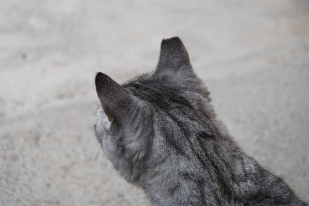 I gatti di colonia si riconoscono per il taglio d'orecchie e il cuore grande