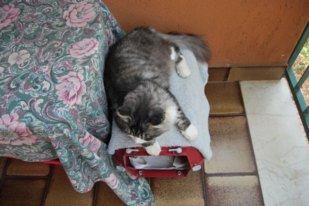 Bimba vista da sopra