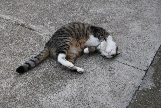 Boss pancino bello 2