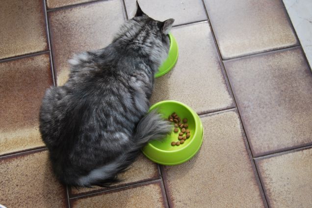 In una ciotola la testa e nell'altra la coda 