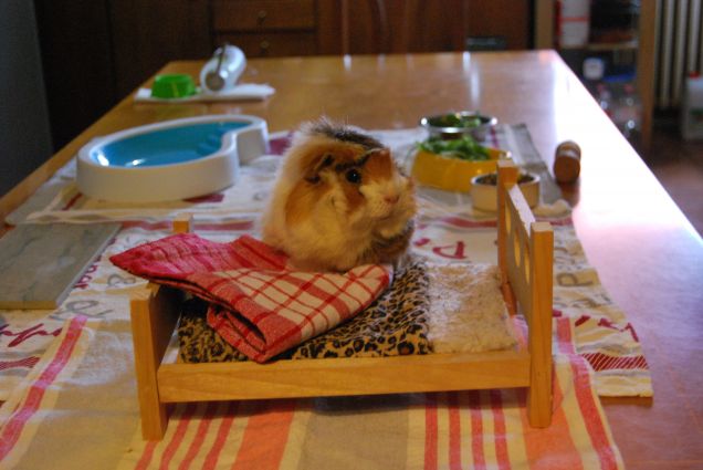 Perplessità a palate