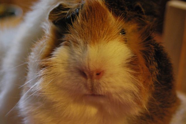 Sally in primo piano