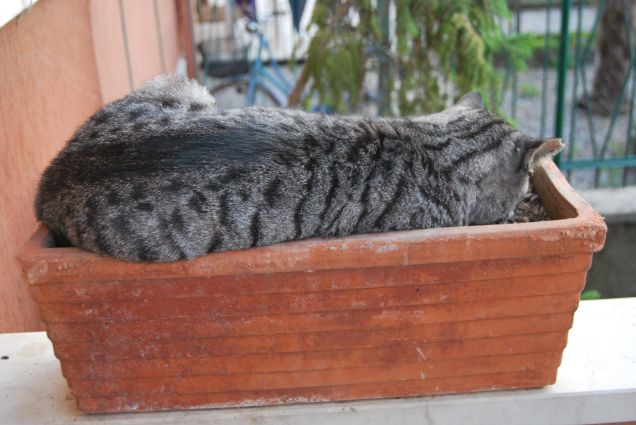 Più comodo del vaso non c'è nulla