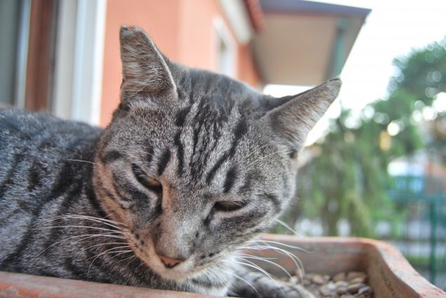 Perché mi hai svegliato?!