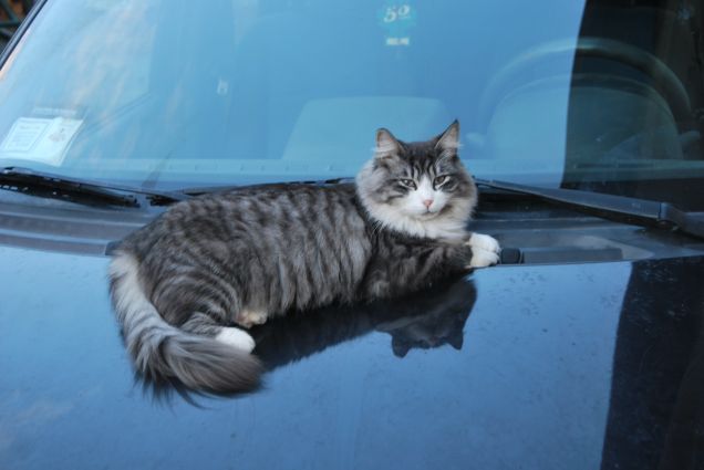 Bimba sul cofano dell'auto