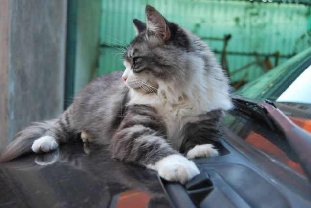 Bimba sulla macchina  