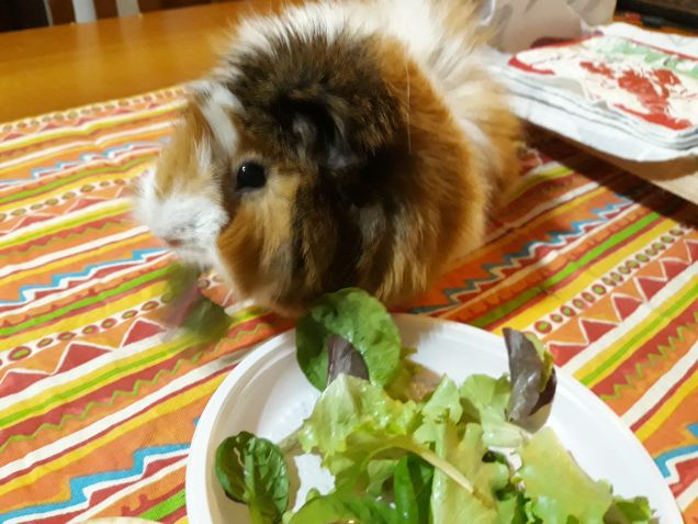 Mangiatrice di insalata