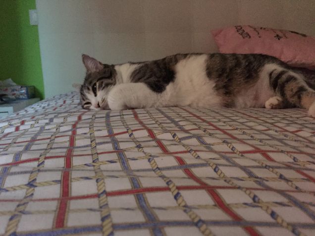 La bella addormentata 