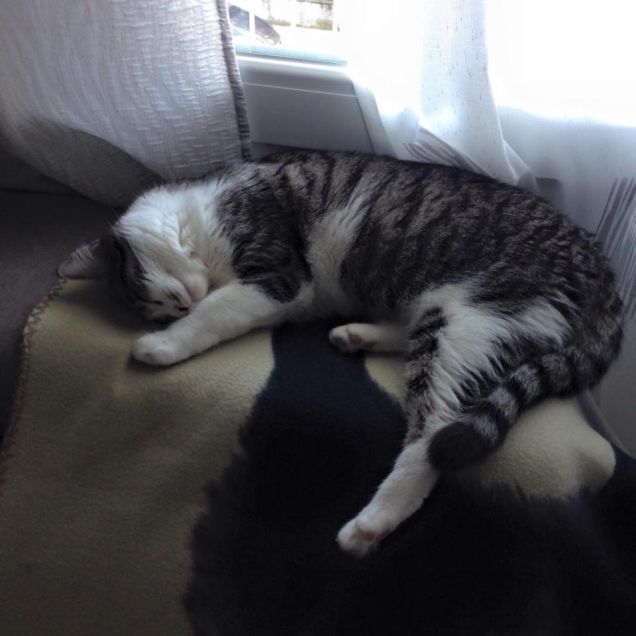 Dormi sempre, pigrona!