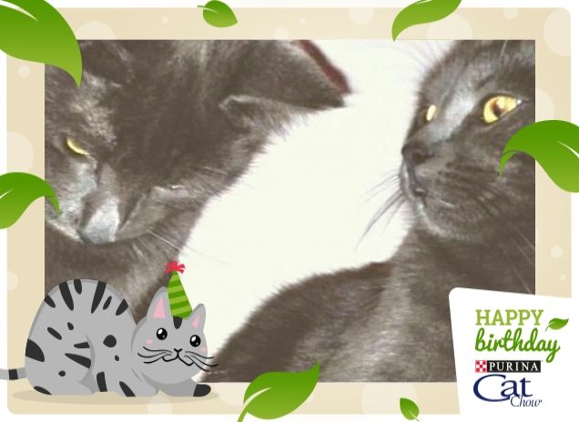 Fratellini inseparabili, Fumo e Cenere