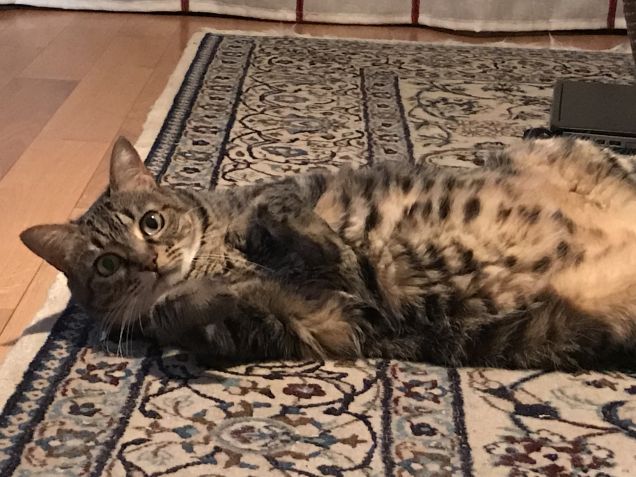 Nina e il tappeto ❤️