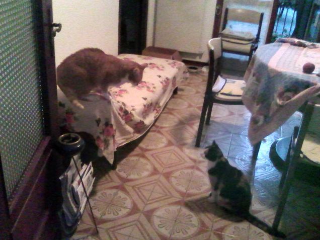 Chiacchiere tra A-mici !