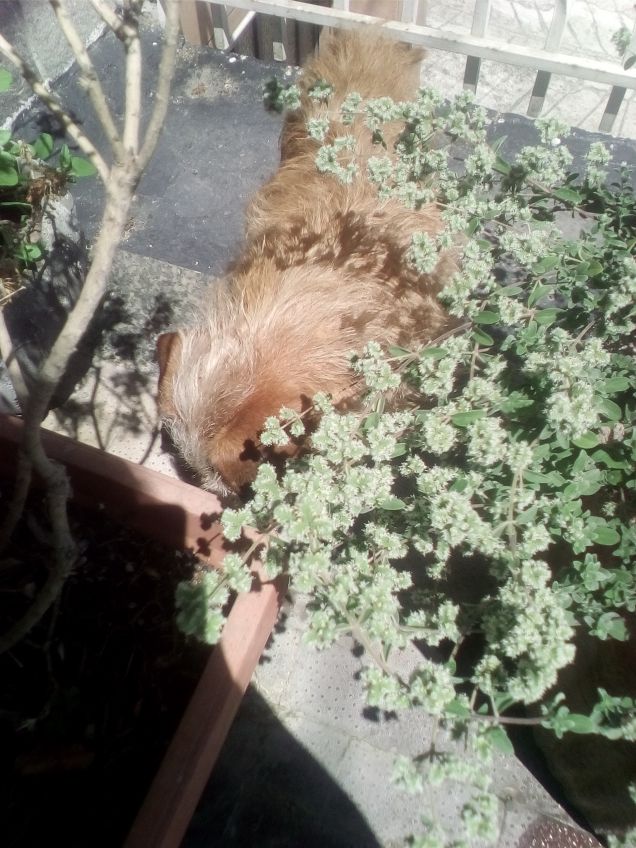 Qui nessuno mi troverà 