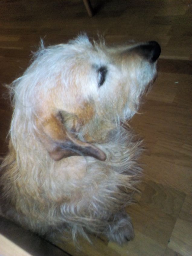 Lato destro di Lucky 