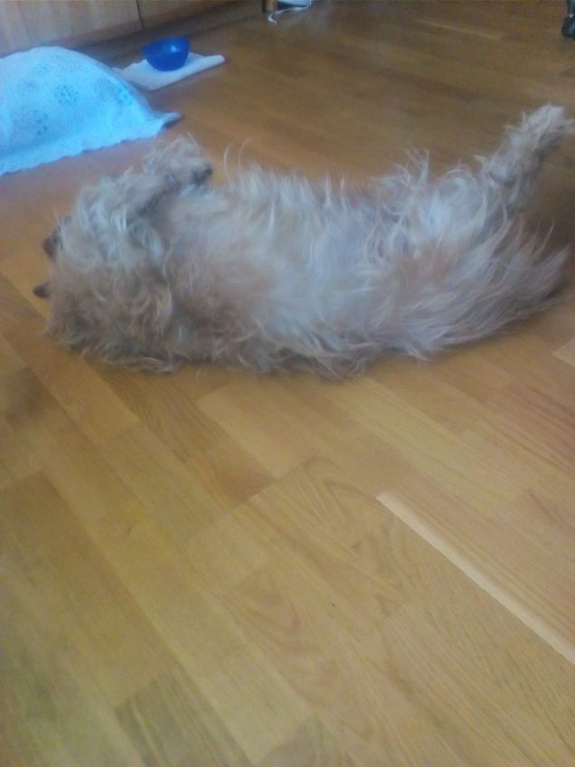 Il riposino pomeridiano