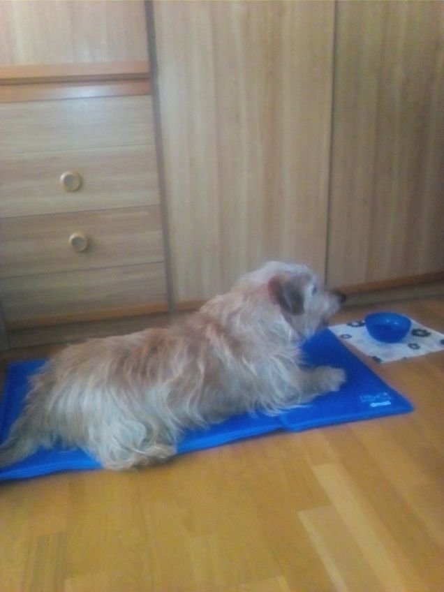 Io e il tappetino rinfrescante 