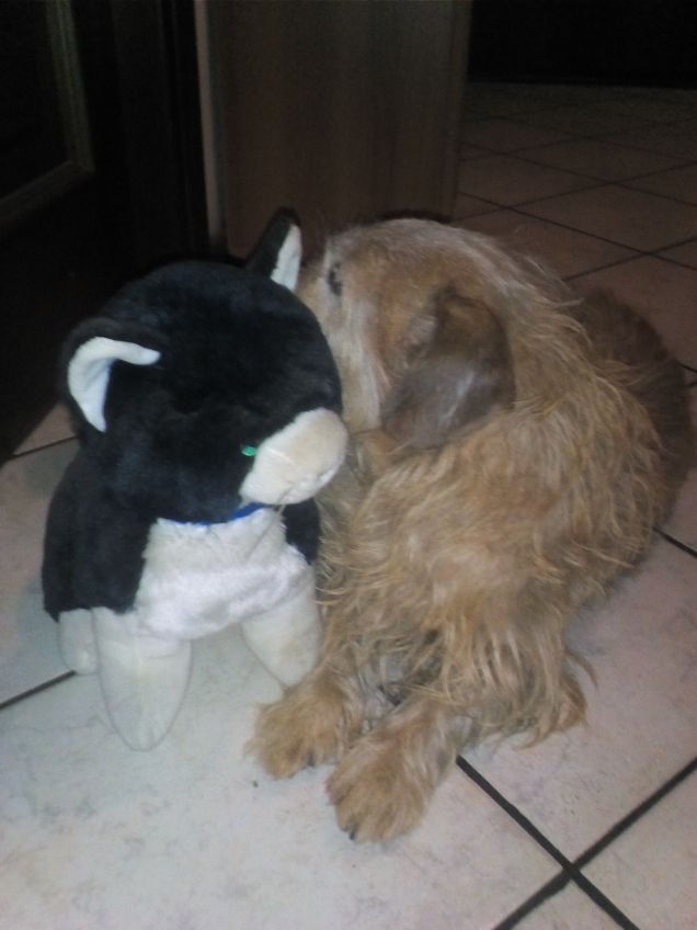 Giornata internazionale del gatto 