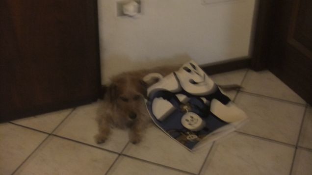 Andiamo a comprare la pappa ? 