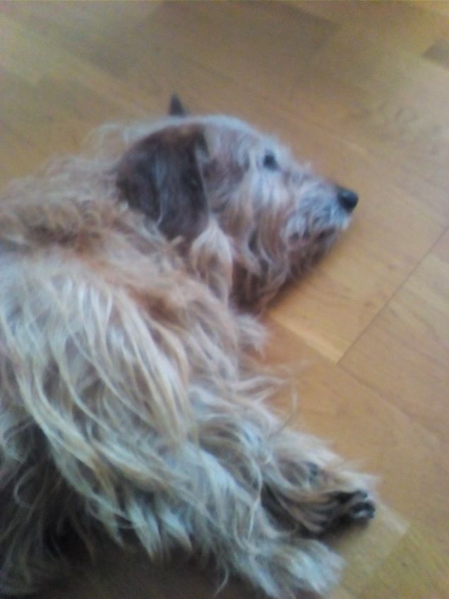 Tanti auguri a tutti i miei amici pelosi 