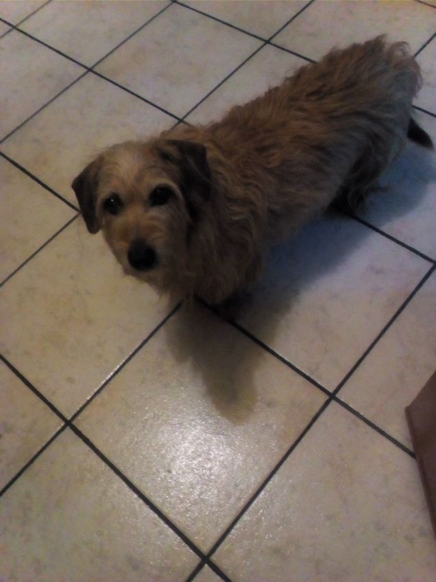 Alla parola andiamo Lucky così 